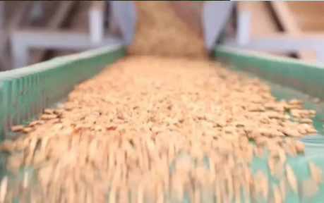 豆粕減量替代促節糧降耗