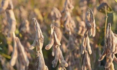 畝產首破400公斤 南疆春播大豆創單產新紀錄