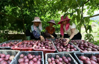 貴州從江百香果香飄鄉村振興路