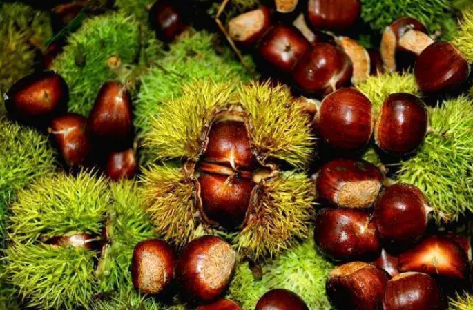 遷西板栗入選2022年國家農業品牌精品培育計劃名單