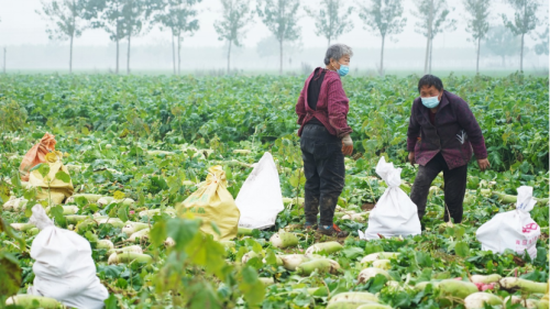 鄭州農戶60余萬斤蘿卜滯銷，拼多多愛心助力