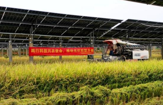 國內首個光伏發電與主糧項目首季水稻迎來大豐收