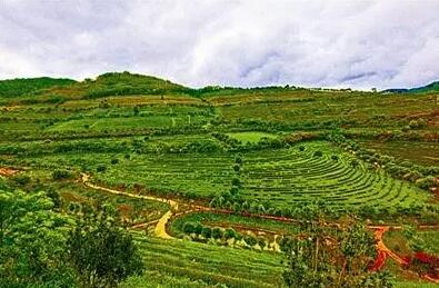 云南林草產業優勢突出 日均產值近10億元