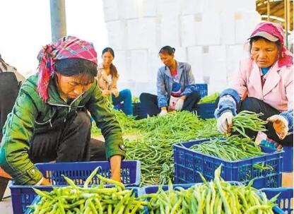 云南省蔬菜出口創收超100億元