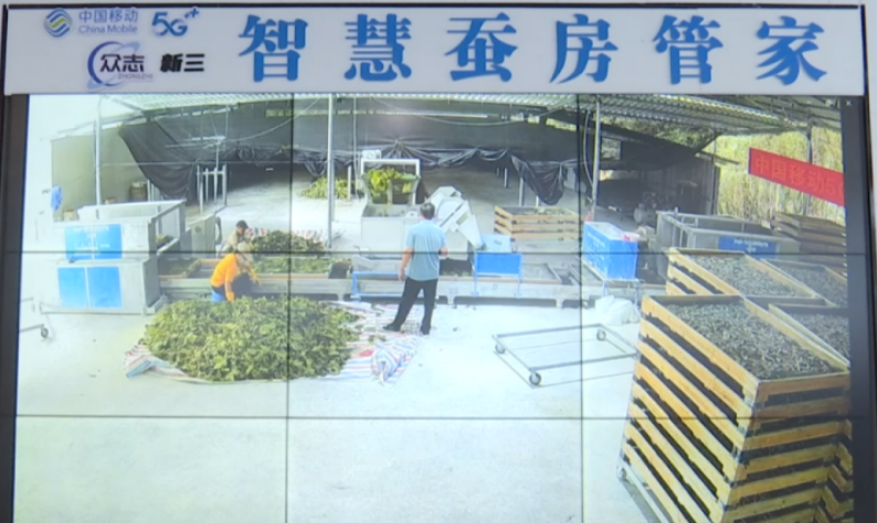 從田園養蠶到云上數智化 “中國蠶桑之鄉”蝶變“中國絲綢新都”