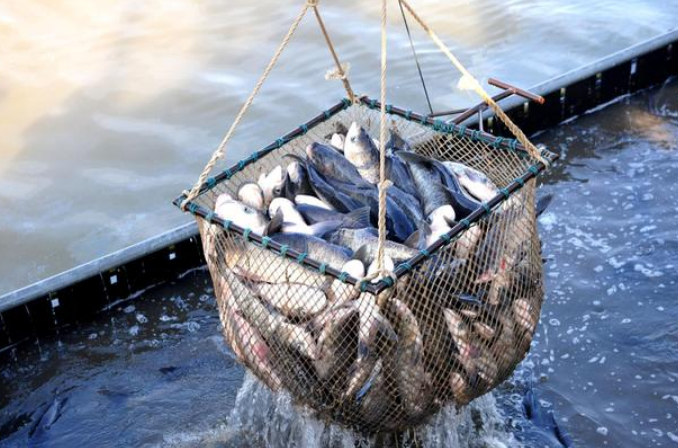 農業農村部：2025年國內海洋捕撈總量保持在1000萬噸以內