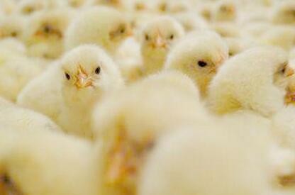 雞苗價格持續上漲 “雞周期”高景氣度或延至明年