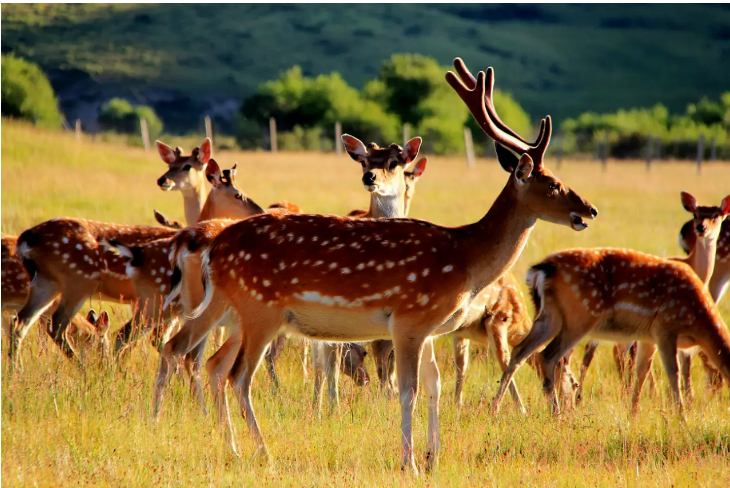 向萬億級規模產業邁進，吉林省積極推進十大產業集群建設
