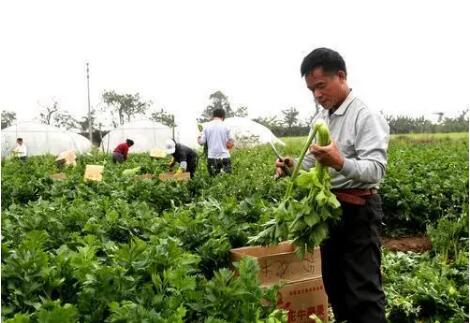 為中小農戶進入大市場提供保障