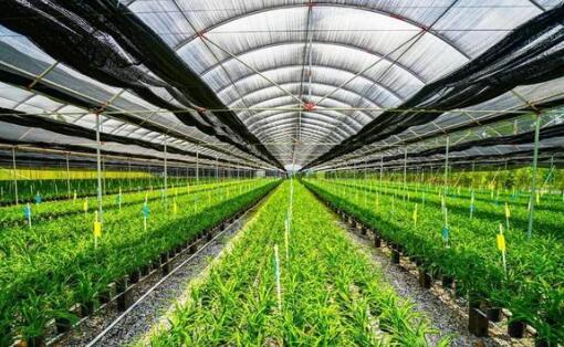 廣東探索建立現代農業市場體系，發揮聯農帶農作用