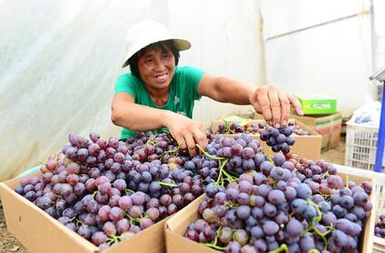 河北省7746個脫貧村培育特色產品12283個