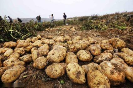 六張特色名片為河北張家口農業“代言”