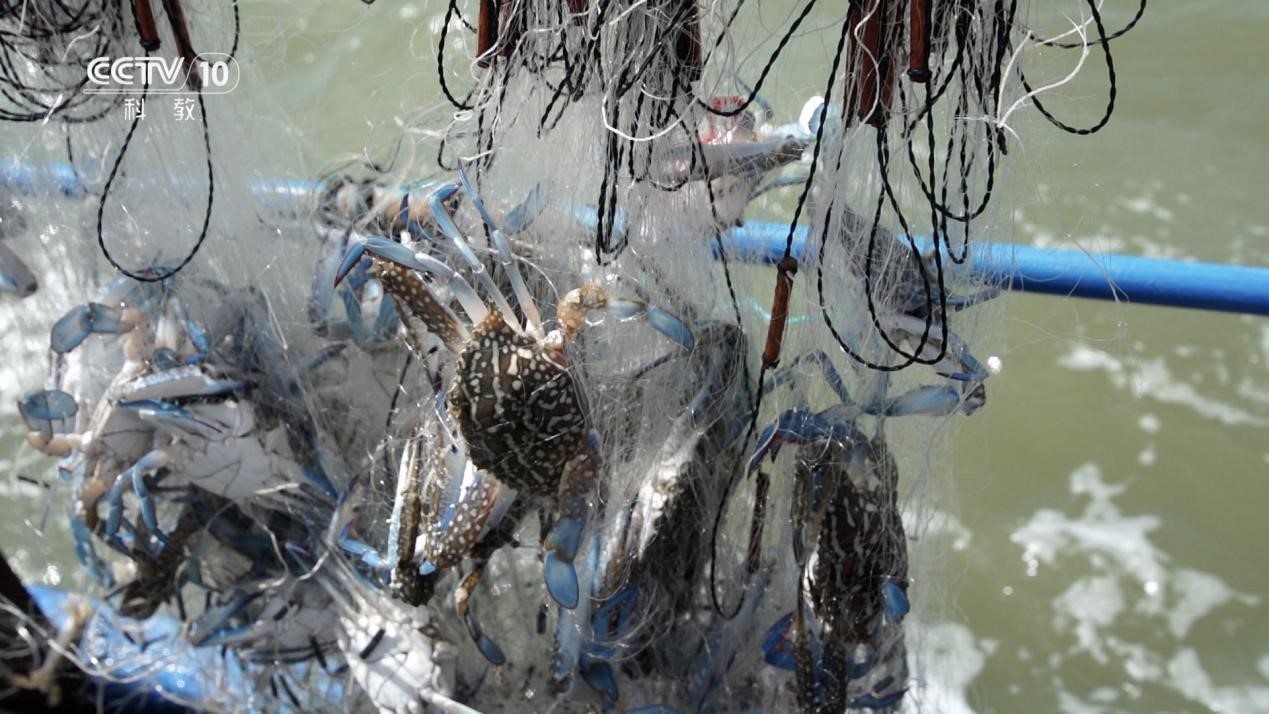 螃蟹橫行的餐桌日常 《味道·蟹味當道》即將開播