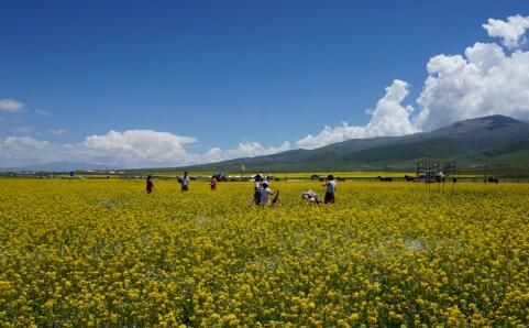 青海海西以實干實績 賦能鄉村全面振興