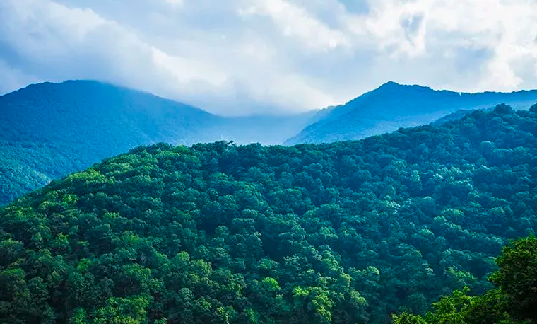 我國天然林保護修復工程取得重大成效