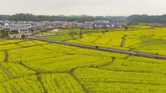 發出重農強農強烈信號！三個關鍵詞解讀2023年中央一號文件