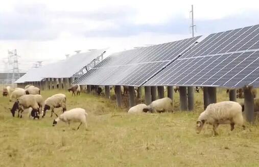 青海積極探索“光伏羊”生態畜牧業新路徑