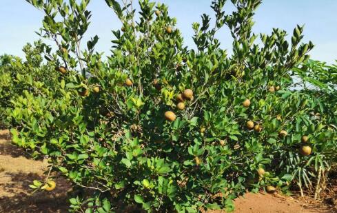 海口油茶良種示范林產業園帶動村民吃上“產業飯”