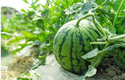 科技育苗正當時——“中國西瓜之鄉”農田里的新變化