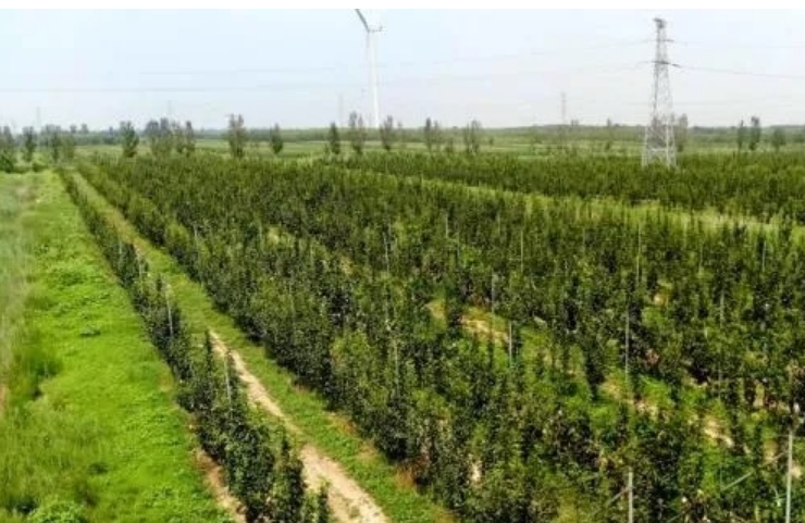 中國科學家實現育種技術重大突破——鹽堿地里多打糧