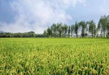 我國首個農業農村低碳發展報告發布