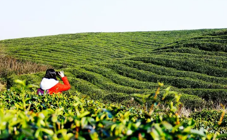 年吸引客流達550萬 江蘇高淳茶鄉之旅靠啥脫穎而出？