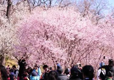 中國各地“賞花經濟”玩出新“花”樣