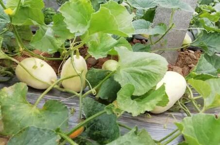 特色種植讓群眾增收致富 助力鄉村振興