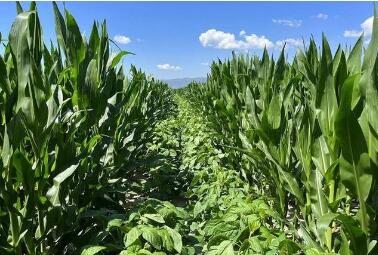 今年國家下達四川省495萬畝大豆玉米帶狀復合種植任務 繼續領跑全國