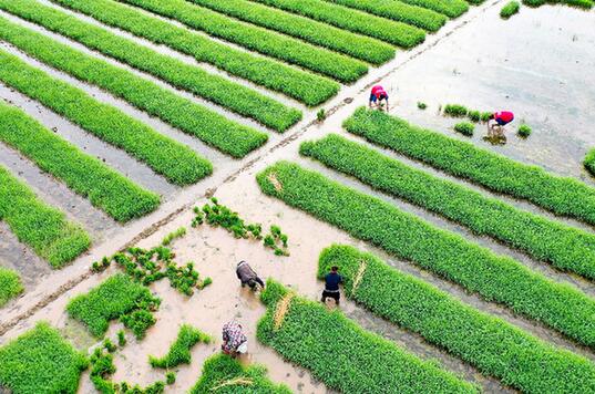 穩步提升糧食產能 全面推進鄉村振興——一季度農業農村經濟運行情況觀察