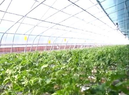 我國航天育種品種逐漸多元化 后代品種更優質