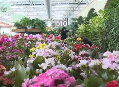 全國種苗花卉年產值超5000億元 “美麗”經濟綻放勃勃生機