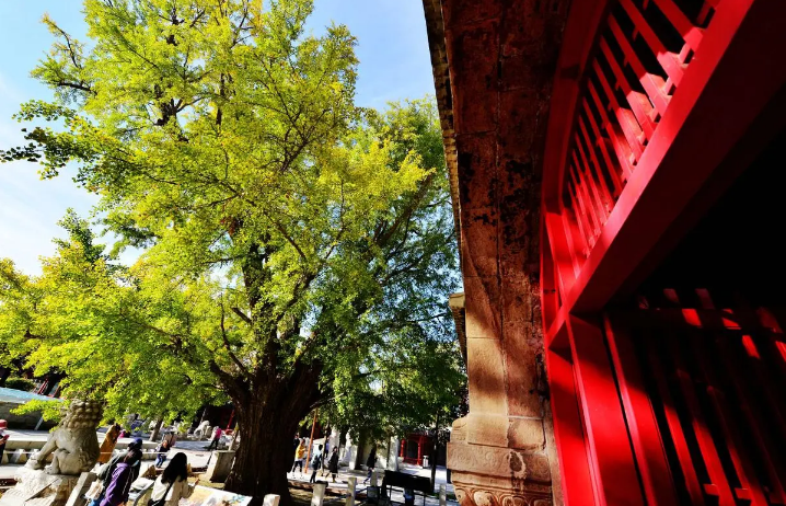 北京拓展古樹保護范圍 4條春季古樹主題游線發布
