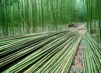 楠竹之鄉——湖南省益陽市桃江縣竹產業年產值超3600億元