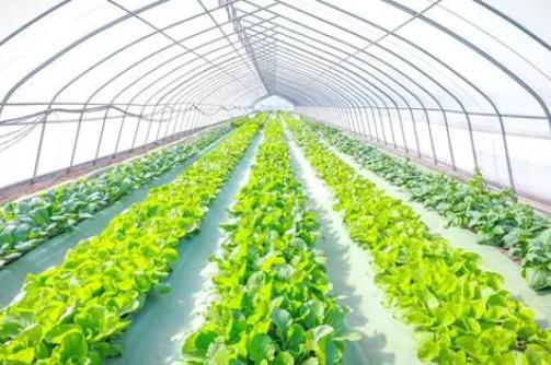 強化設施農業和種業振興金融服務 六大銀行糧食重點領域貸款余額增長超25%