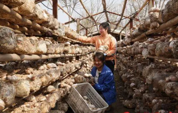 河南泌陽：食用菌產業突破100億元 出口創匯超1億美元