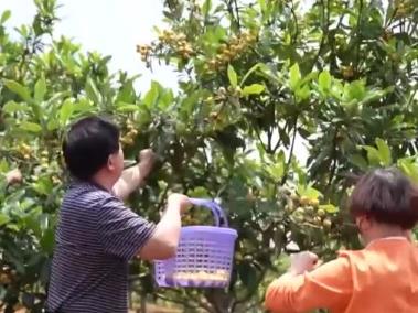 全國多地農產品迎來豐收 農戶們忙采收分享豐收喜悅