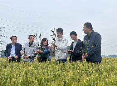 全國農業氣象服務專家組分赴多地調查小麥長勢