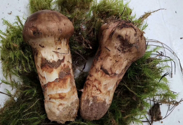 迪慶松茸——“一朵菌”長成綠色富民產業