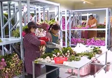 鮮切花市場“新寵”芍藥大豐收 “520”延續火熱銷售態勢