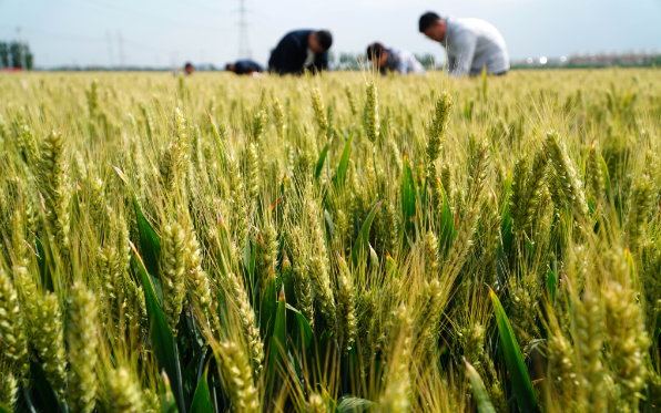 農業銀行：截至2022年末鄉村振興領域貸款余額達7.31萬億元