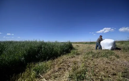 青海省年產飼草鮮草475萬噸