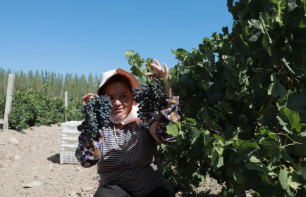 新疆葡萄酒產業發展集聚效應初顯