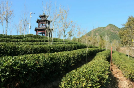 福建省松溪縣深化茶旅融合 推動茶產業高質量發展