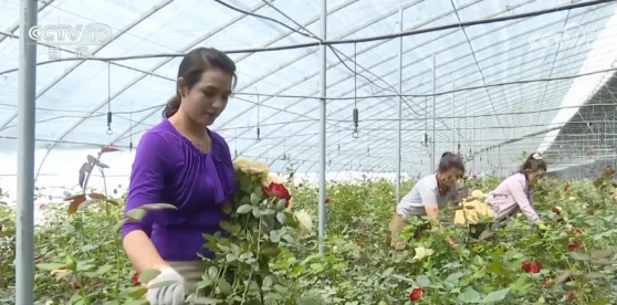 新疆發展高效戈壁農業 溫室花卉規模化生產遠銷國外