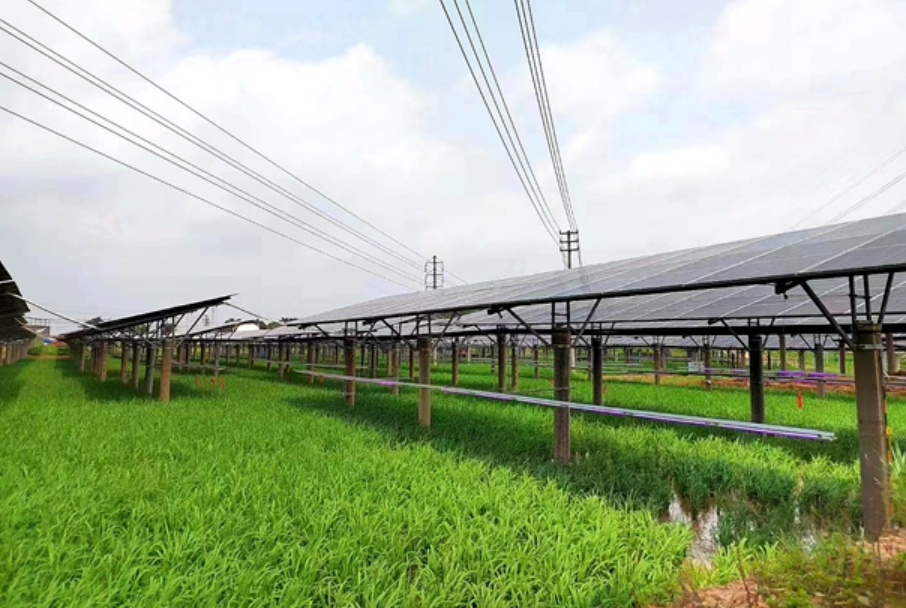 國內首個光伏與主糧生產融合項目并網成功