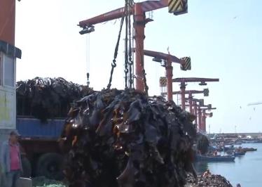 海帶養殖進入豐收期 “一條龍”服務推動特色產業振興