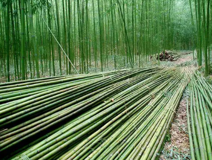 “以竹代塑” 竹產業發展迎來黃金期