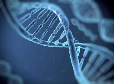 我科學家開發出具有自主知識產權的基因編輯技術