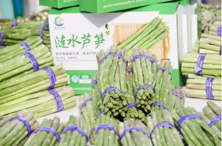 “小蘆筍”撬動大產業 江蘇漣水萬畝蘆筍年產值超10億元